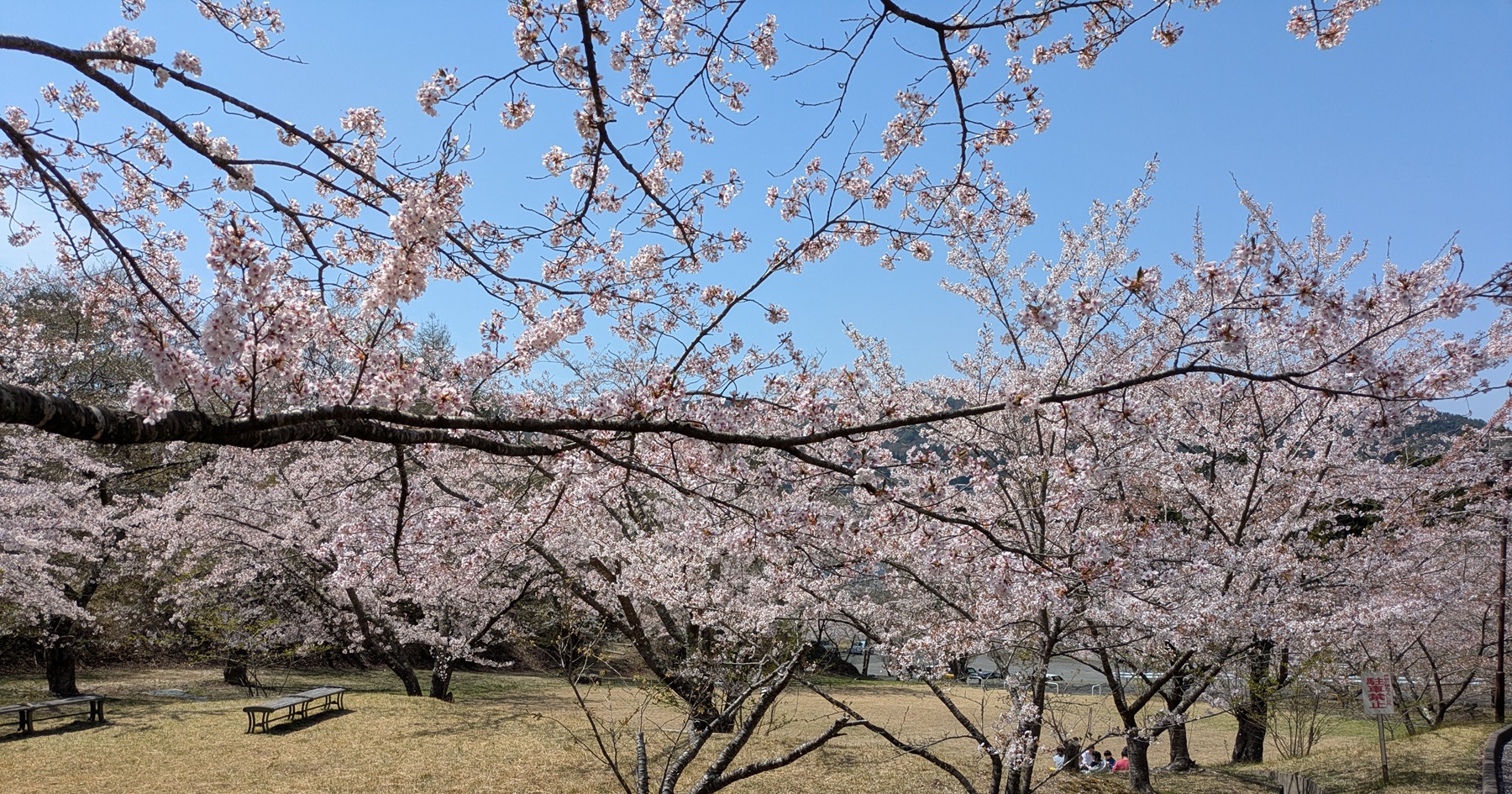 三陸岩手県山田町の春を歩く：2026年「お花見グルメウォーク」参加報告